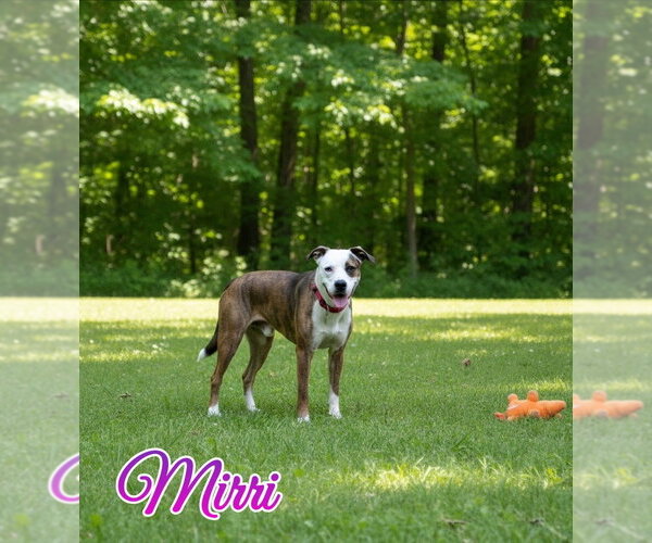 Medium Photo #9 Australian Shepherd-Boxer Mix Puppy For Sale in Port Clinton, OH, USA