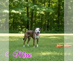 Small #8 Australian Shepherd-Boxer Mix