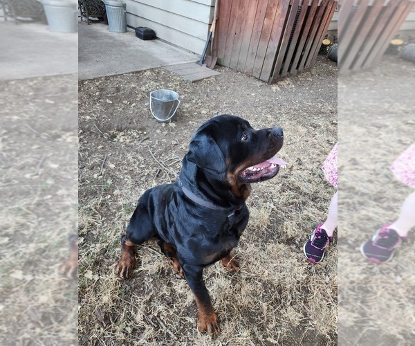 Medium Photo #1 Rottweiler Puppy For Sale in OLYMPIA, WA, USA