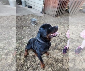 Father of the Rottweiler puppies born on 04/19/2025