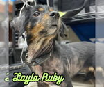 Small #21 Dachshund Mix