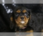 Small Cavalier King Charles Spaniel