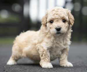 Bichpoo-Maltipoo Mix Puppy for sale in LEESBURG, VA, USA
