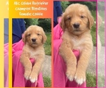 Puppy Connie Golden Retriever