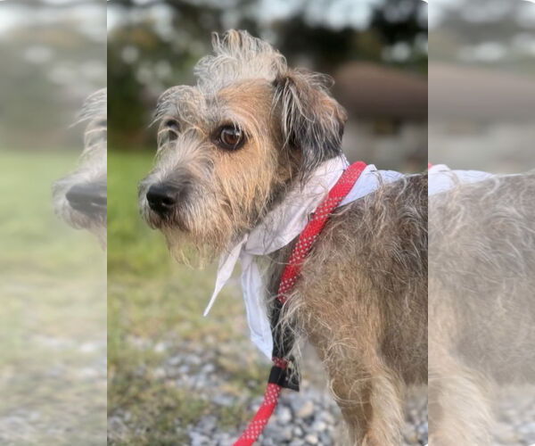 Medium Photo #2 Mutt Puppy For Sale in Oakhurst, NJ, USA
