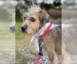 Small #1 Mutt