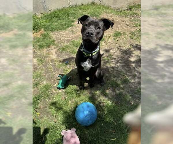 Medium Photo #3 Staffordshire Bull Terrier-Unknown Mix Puppy For Sale in Woodbury, NY, USA