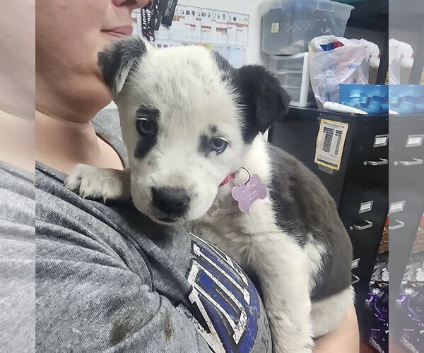 Medium Photo #8 Mutt Puppy For Sale in Fargo, ND, USA