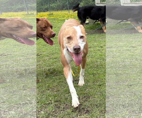 Medium Photo #3 Mutt Puppy For Sale in Virginia Beach, VA, USA