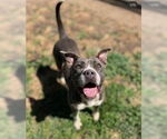 Small #1 American Pit Bull Terrier Mix
