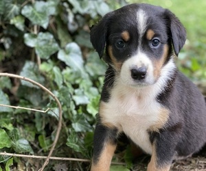 Australian Shepherd-Greater Swiss Mountain Dog Mix Puppy for Sale in MARIETTA, Pennsylvania USA
