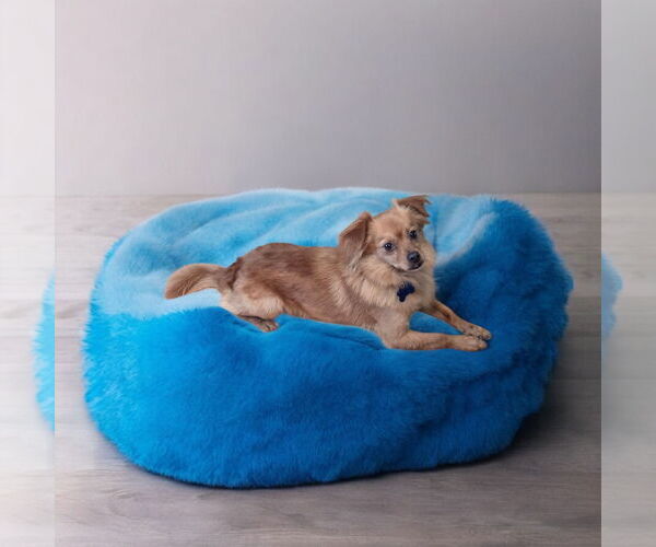 Medium Photo #2 - Mix Puppy For Sale in Menifee, CA, USA