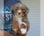 Small #3 Bernedoodle (Miniature)