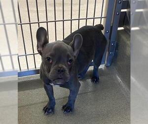 French Bulldog Dogs for adoption in San Martin, CA, USA