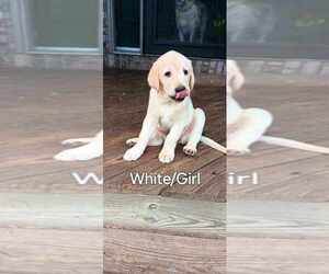 Labrador Retriever Puppy for sale in CUSTER, WI, USA