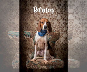 Mutt Dogs for adoption in North Myrtle Beach, SC, USA