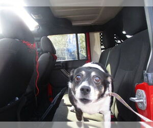 Mutt Dogs for adoption in Ocala, FL, USA