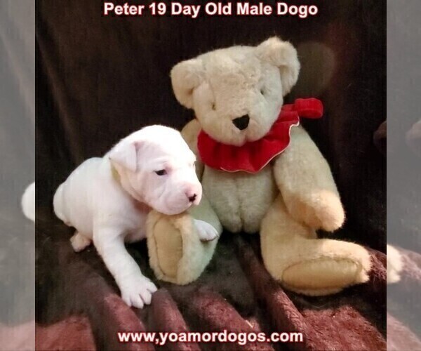 Medium Photo #49 Dogo Argentino Puppy For Sale in JANE, MO, USA
