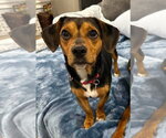 Small #7 Beagle Mix