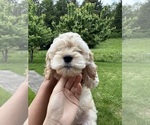 Small #2 Cockapoo (Miniature)