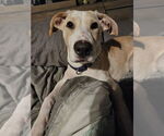 Small #2 Labrador Retriever Mix