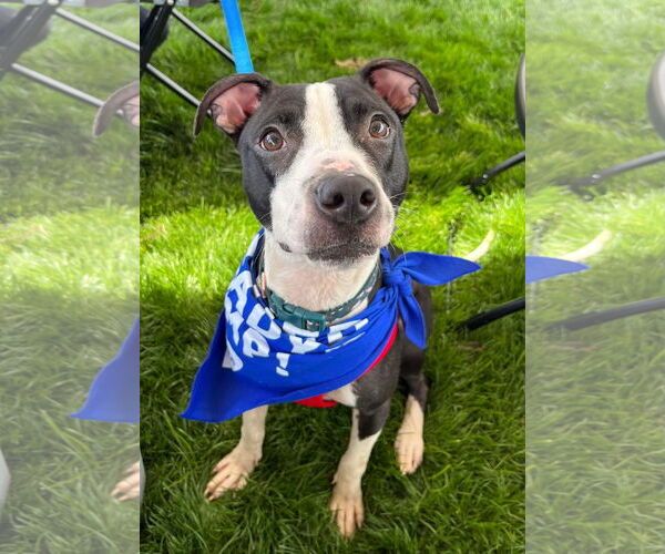 Medium Photo #2 American Pit Bull Terrier-Unknown Mix Puppy For Sale in Virginia Beach, VA, USA