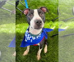 Small #1 American Pit Bull Terrier Mix