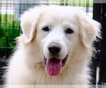 Small Photo #32 Great Pyrenees Puppy For Sale in Spring, TX, USA