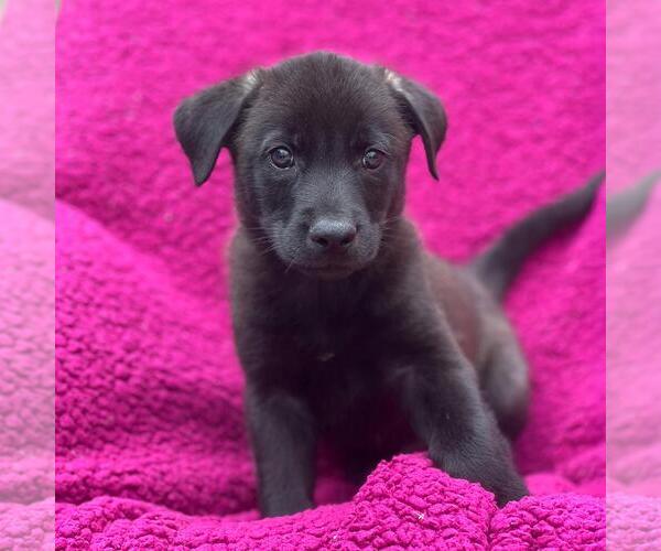 Medium Photo #2 Labrador Retriever-Unknown Mix Puppy For Sale in San Diego, CA, USA