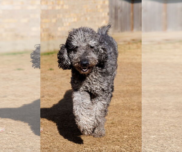 Medium Photo #8 Aussiedoodle Puppy For Sale in McKinney, TX, USA
