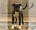 Small American Pit Bull Terrier-Labrador Retriever Mix