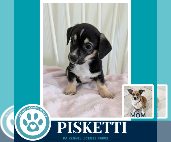 Medium Photo #2 Beagle-Unknown Mix Puppy For Sale in Kimberton, PA, USA