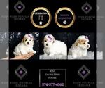 Small Photo #111 Maltipoo Puppy For Sale in WARSAW, IN, USA