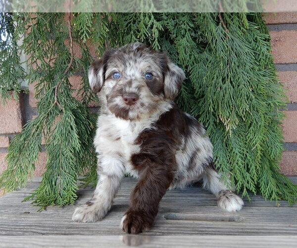 Medium Photo #6 Labradoodle Puppy For Sale in MILLERSBURG, OH, USA