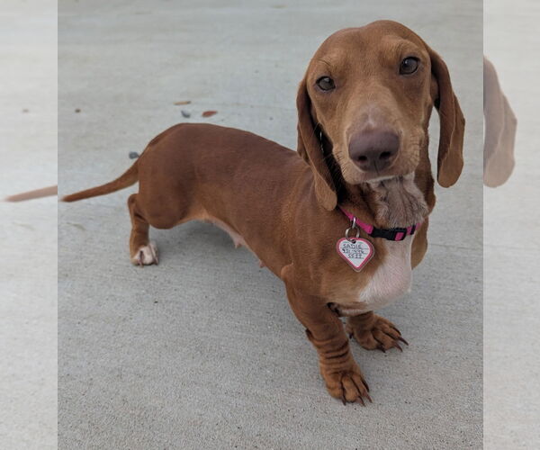 Medium Photo #6 Dachshund Puppy For Sale in Shelbyville, TN, USA
