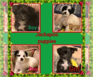 Jack Russell Terrier-Poodle (Standard) Mix Puppy for sale in CLATSKANIE, OR, USA