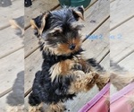 Small #10 Yorkshire Terrier