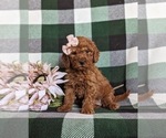 Small Photo #4 Miniature Labradoodle Puppy For Sale in OXFORD, PA, USA