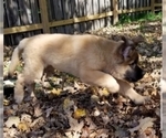 Small #19 Leonberger-Saint Bernard Mix