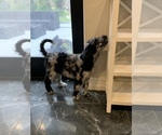 Small Photo #4 Poodle (Standard) Puppy For Sale in PLANT CITY, FL, USA