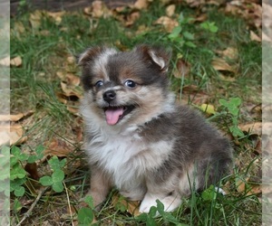 Shiranian Puppy for sale in DINWIDDIE, VA, USA