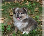 Small Photo #1 Shiranian Puppy For Sale in DINWIDDIE, VA, USA