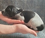 Small Photo #4 German Shorthaired Pointer Puppy For Sale in WEST GLOVER, VT, USA