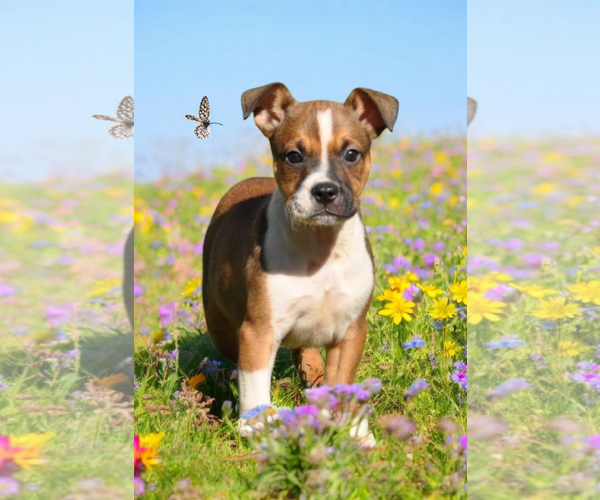 Medium Photo #5 Basenji-Rat Terrier Mix Puppy For Sale in McKinney, TX, USA