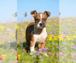 Small #4 Basenji-Rat Terrier Mix