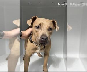 American Pit Bull Terrier Dogs for adoption in Augusta, GA, USA
