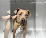 Small American Pit Bull Terrier