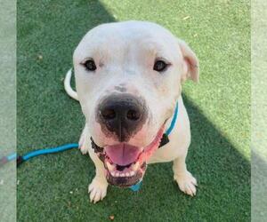 Dogo Argentino-Unknown Mix Dogs for adoption in Rockwall, TX, USA