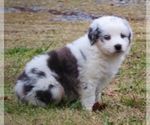 Small Photo #9 Miniature Australian Shepherd Puppy For Sale in SMITHVILLE, AR, USA