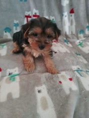 Morkie-Yorkshire Terrier Mix Puppy for sale in RACINE, WI, USA